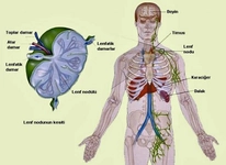 Lenf Sisteminin Görevleri Nelerdir?