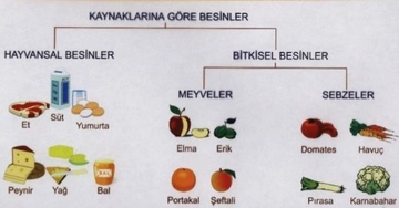 Besin İçerikleri ve Görevleri Nelerdir?