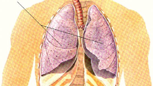 Akciğerin Görevi