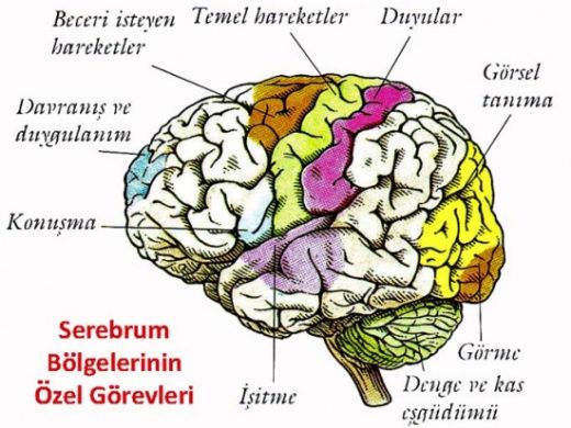 Beyin Görevleri Nelerdir?
