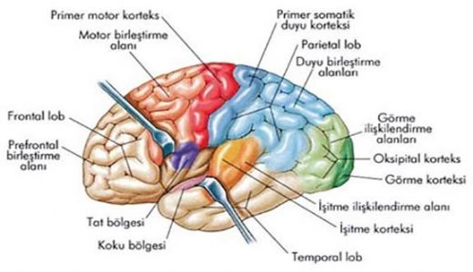Beynin Bölümleri Ve Görevleri