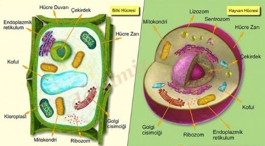 Bitki Hcresinin Grevleri