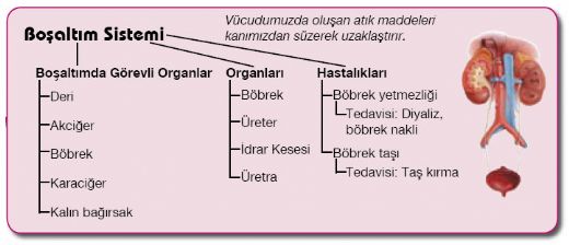 Boaltm Organlarnn Grevleri