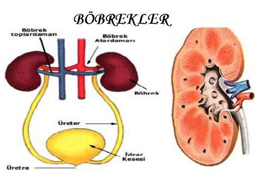 Boaltm Sistemi Organlar ve Grevleri