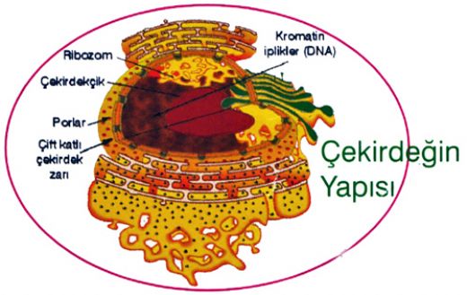 ekirdein Grevi Nedir