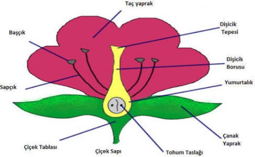 iein Ksmlar ve Grevleri