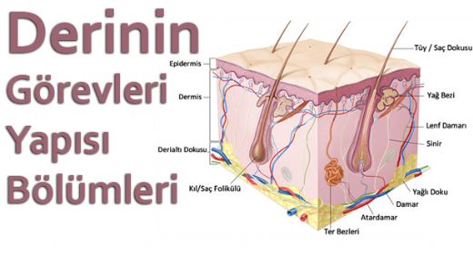 Derinin Görevleri Nelerdir?