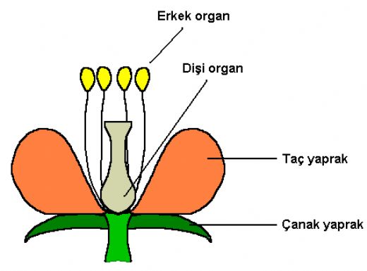 Dii Organn Grevleri