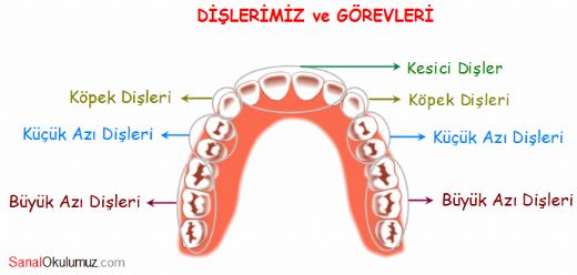 Dilerimiz ve Grevleri