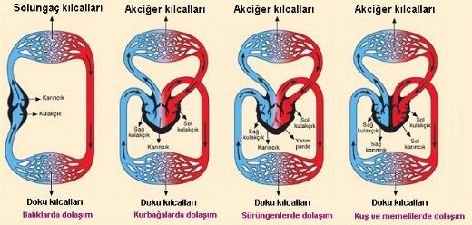 Dolam Sistemi Grevleri