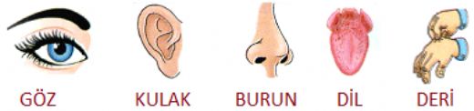 Duyu Organlarmz ve Grevleri