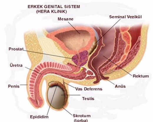 Erkek Organn Grevi