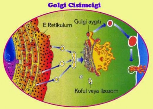 Golgi Cisimciği Görevi