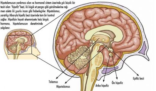 Hipotalamusun Görevleri Nelerdir?