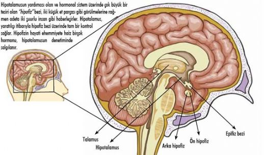 Hipotalamusun Grevleri