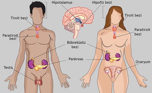 Hormonlar ve Grevleri