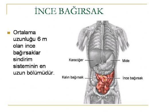 nce Barsan Grevi Nedir