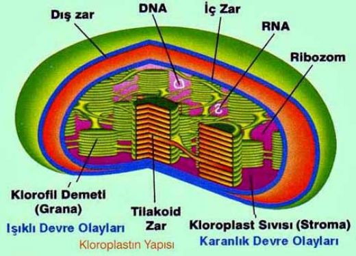 Kloroplast Grevleri