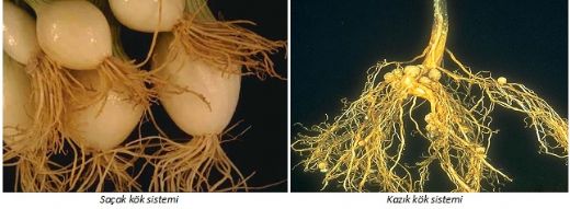 Kökün Görevleri Nelerdir?