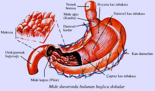 Midenin Grevi