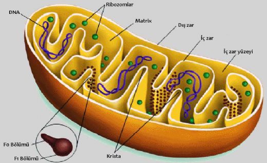 Mitokondri Görevi