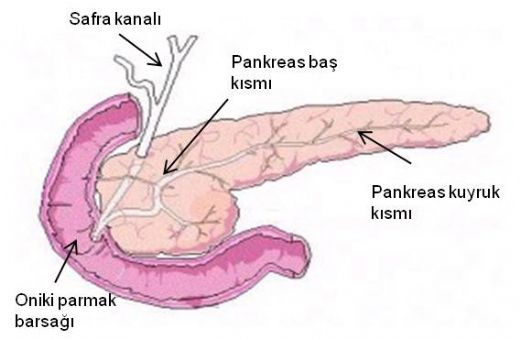 Pankreasn Grevi Nedir