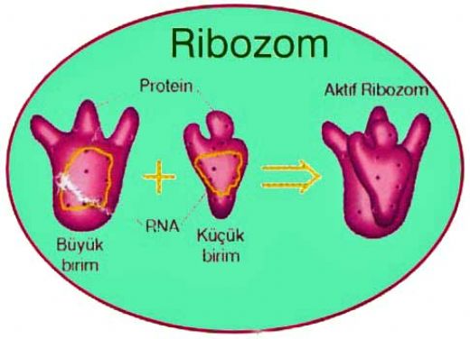 Ribozom Görevi