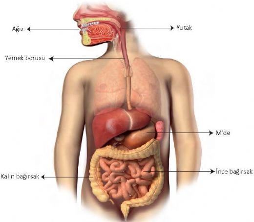 Sindirim Sistemi Organlar ve Grevleri