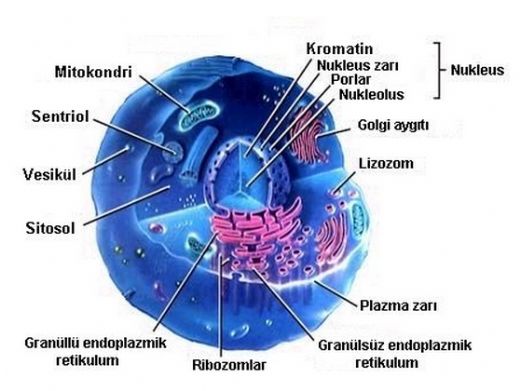 Sitoplazmann Grevleri