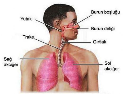 Solunum Organlar ve Grevleri