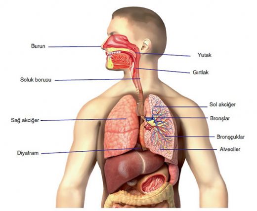 Solunum Organlarnn Grevleri