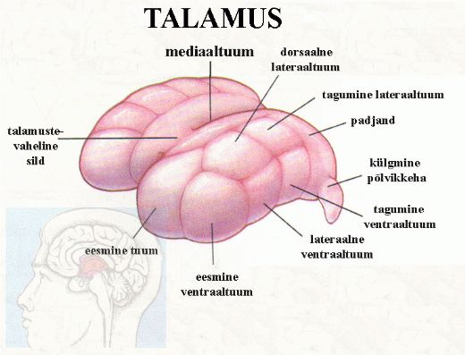 Talamusun Grevleri