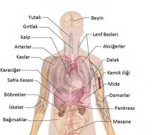 Vcudumuzdaki Organlar ve Grevleri