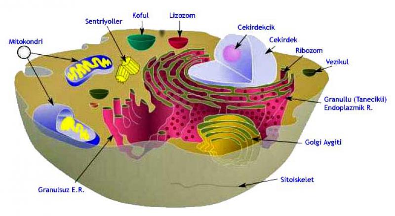 Organellerin Grevleri